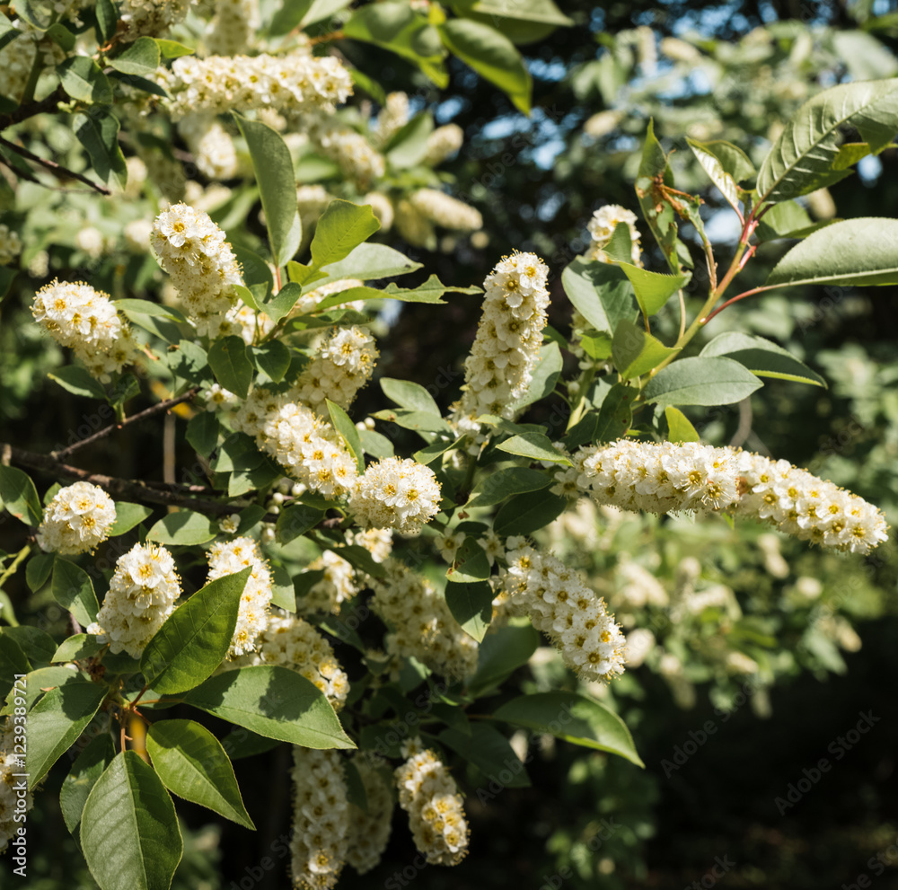 Fototapeta premium White flowers of bird cherry blossom in spring. Flowers close-up. Selective focus.