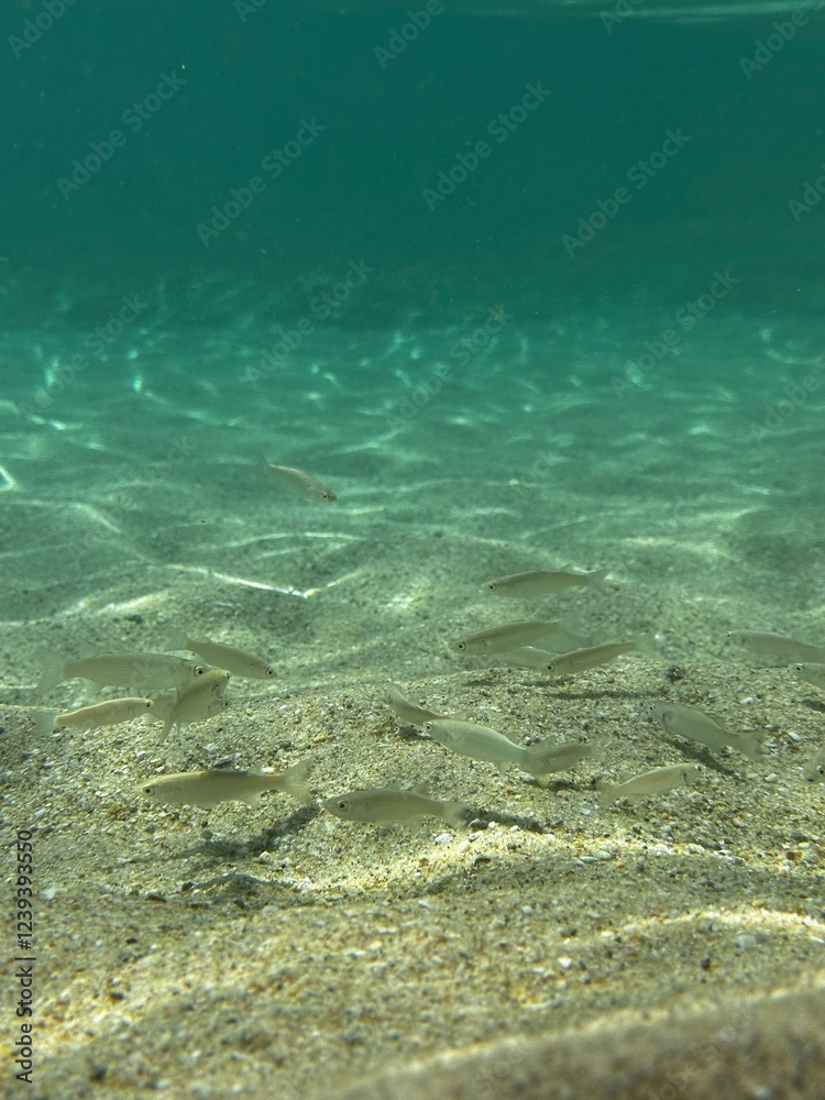 Obraz premium Underwater fish 