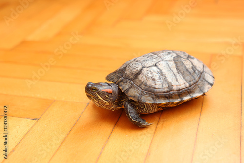 People care for and play with a pet red-eared turtle. photo