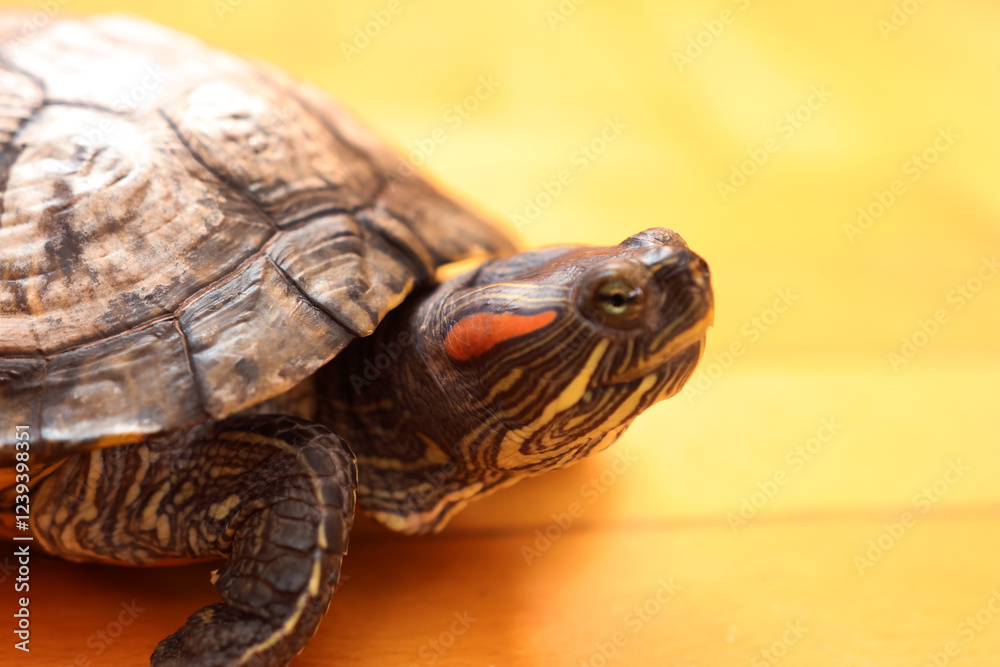 Fototapeta premium People care for and play with a pet red-eared turtle.