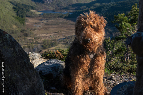 Furry Airedale Terrier posing in front of Hjelmeland’s Ritlandskrateret – A Meteorite Crater in famous Norway’s Landscape - travel with dog in Scandinavia photo