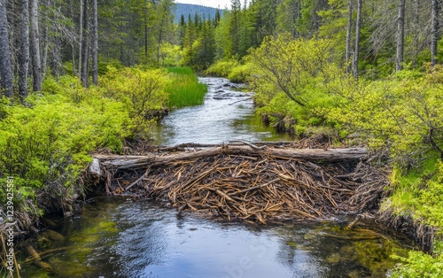 A natural beaver dam spans a forest stream, with debris and branches creating a barrier across the water, surrounded by lush green vegetation and pine trees