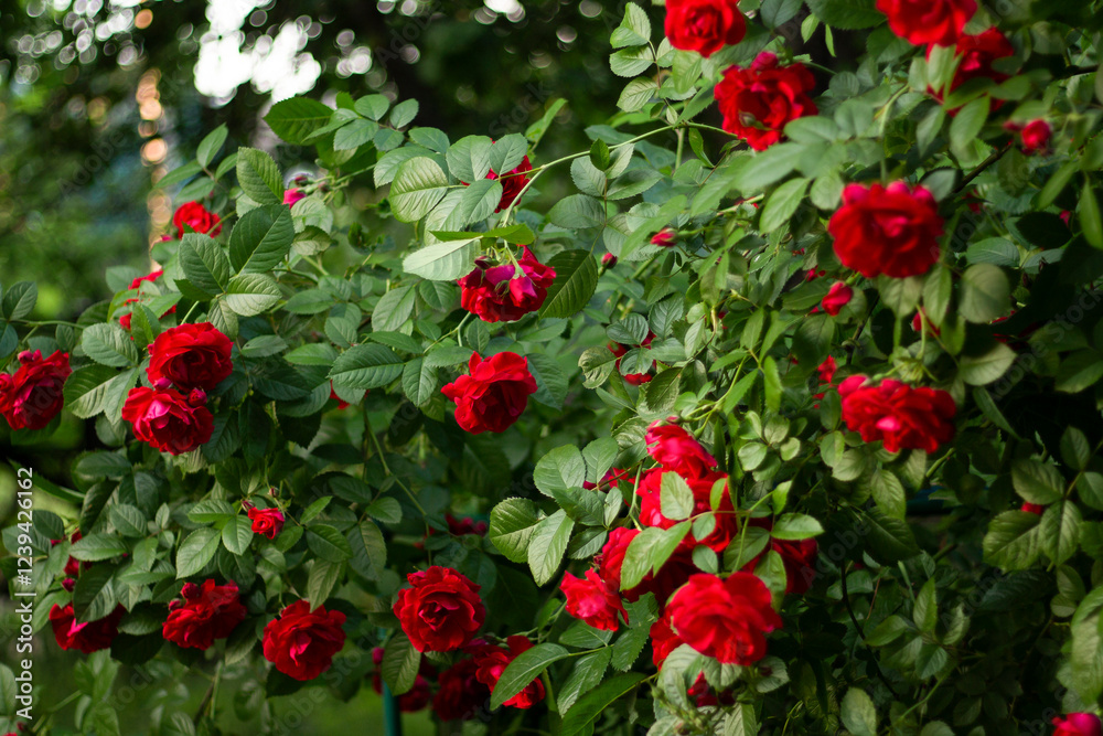 red roses in the garden, flowers in the garden red roses in the garden, flowers in the garden