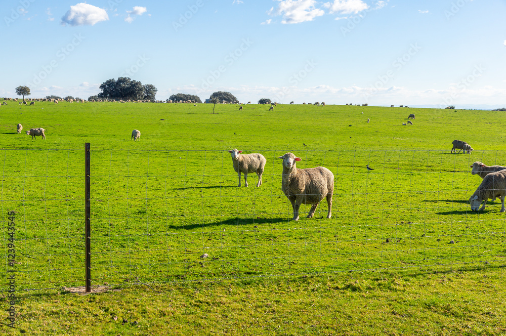 Fototapeta premium Curious Merino sheep: peace and serenity in the green meadow.