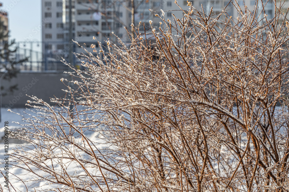 The branches of bushes with snow in winter The branches of bushes with snow in winter