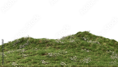 Landscape Grass and Chamomile Flower no background 
