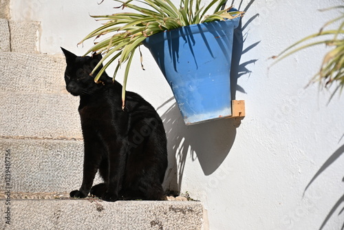 Photos gato negro sentado al lado de una maceta