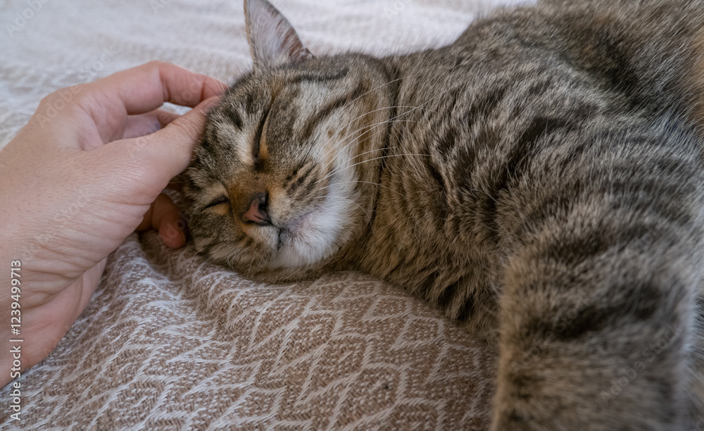 A woman's hand strokes a gray cat sleeping on a brown sofa.