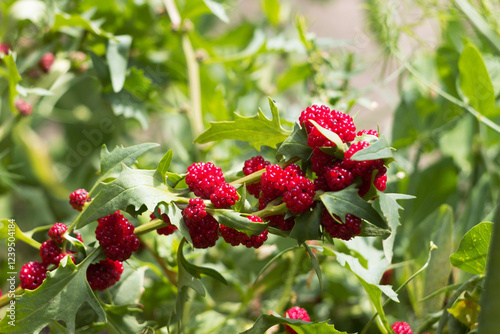 Strawberry spinach is a salad with small red berries similar to strawberries. Growing strawberry spinach in the garden