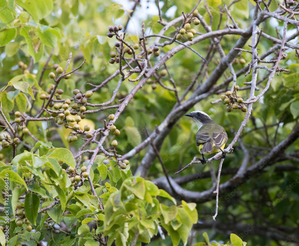 A close photo of great kiskadee bird A close photo of great kiskadee bird