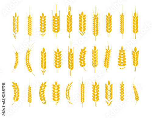Wheat and rye logo ears. Barley rice grains and elements for beer or organic agricultural food. Vector