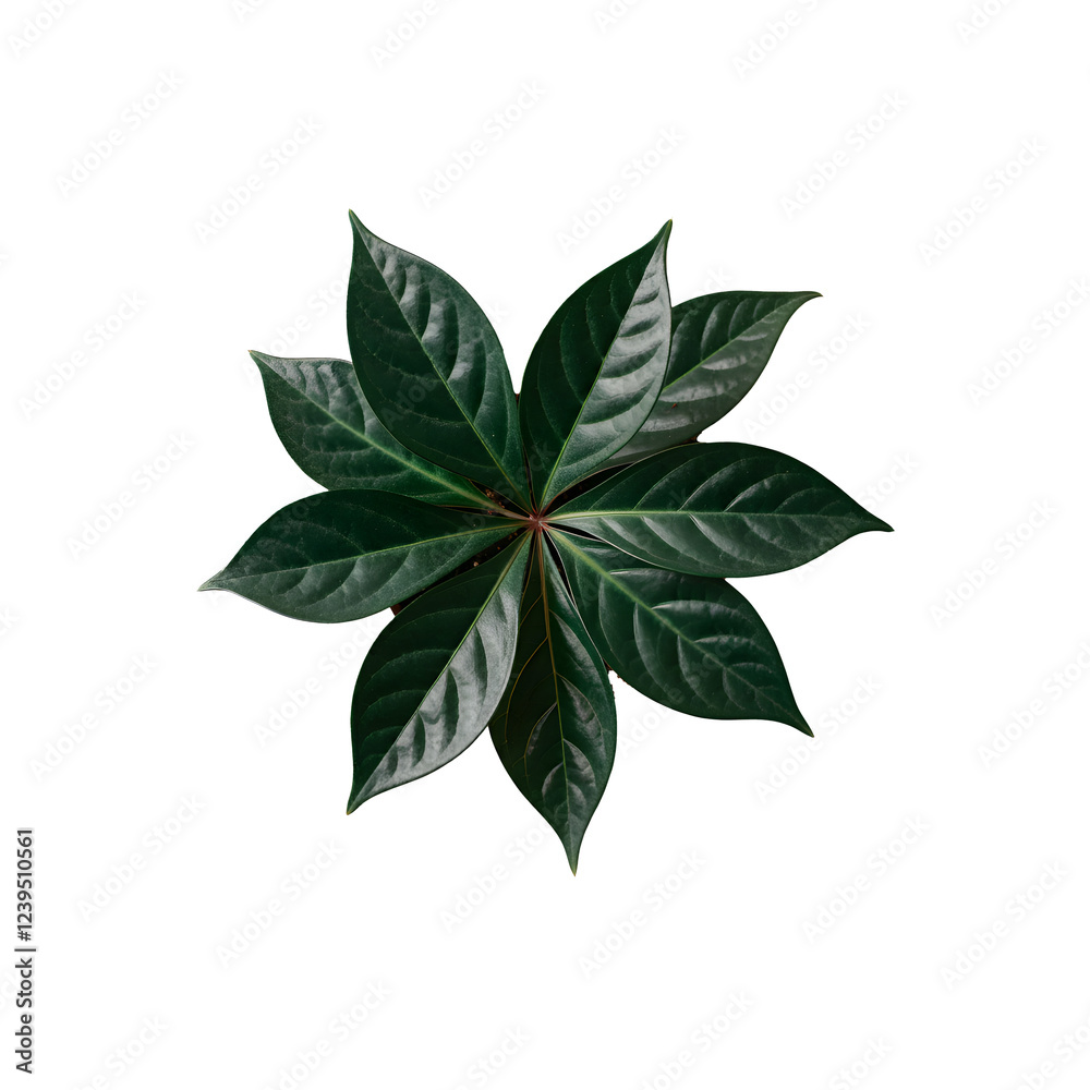 Top view rubber plant of symmetrical green tropical leaf with intricate veins and natural texture on white background Top view rubber plant of symmetrical green tropical leaf with intricate veins and natural texture on white background