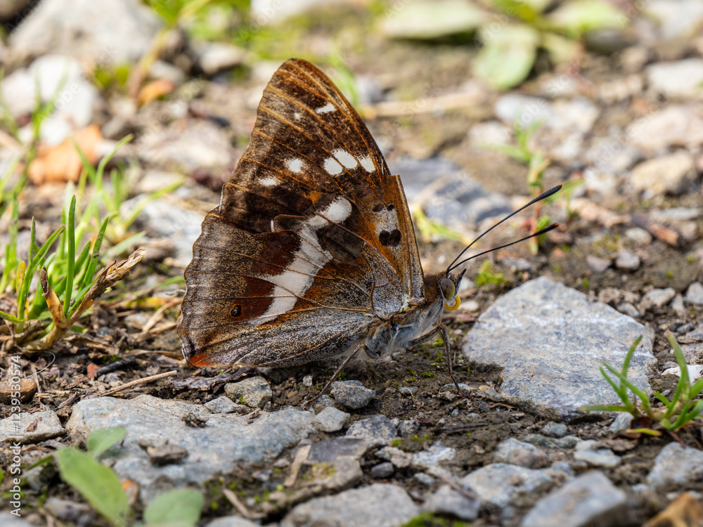 Fototapeta premium Purple Emperor Butterfly. Wings Closed.