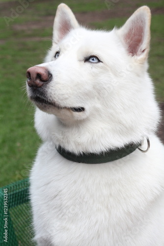 The white Husky.