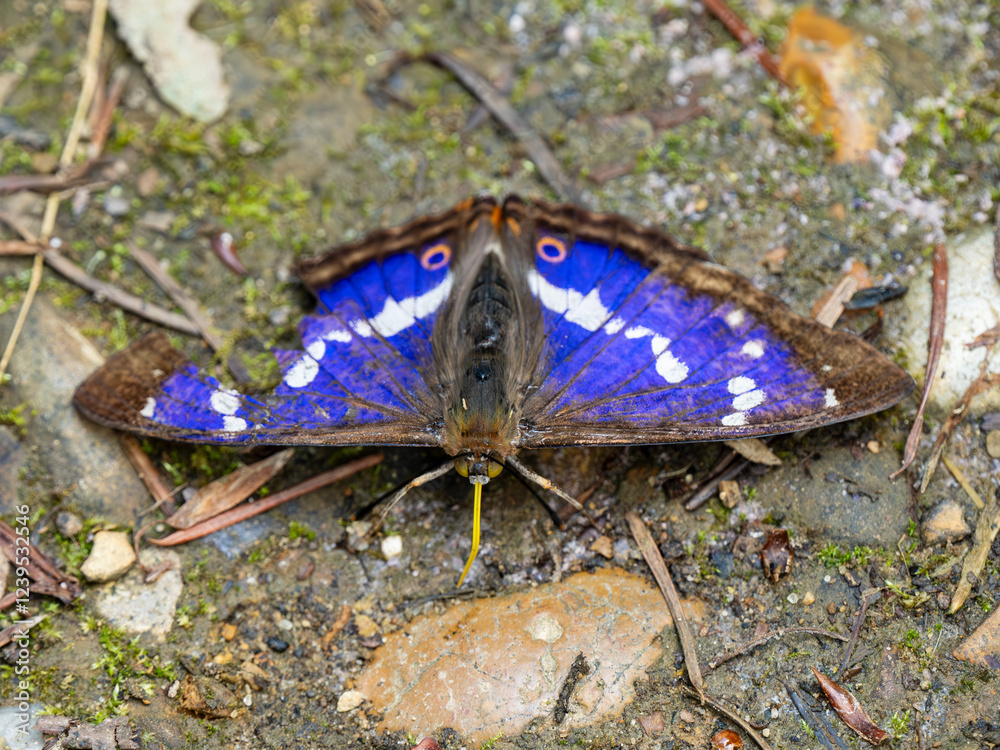 Purple Emperor Butterfly. Wings Open Purple Emperor Butterfly. Wings Open