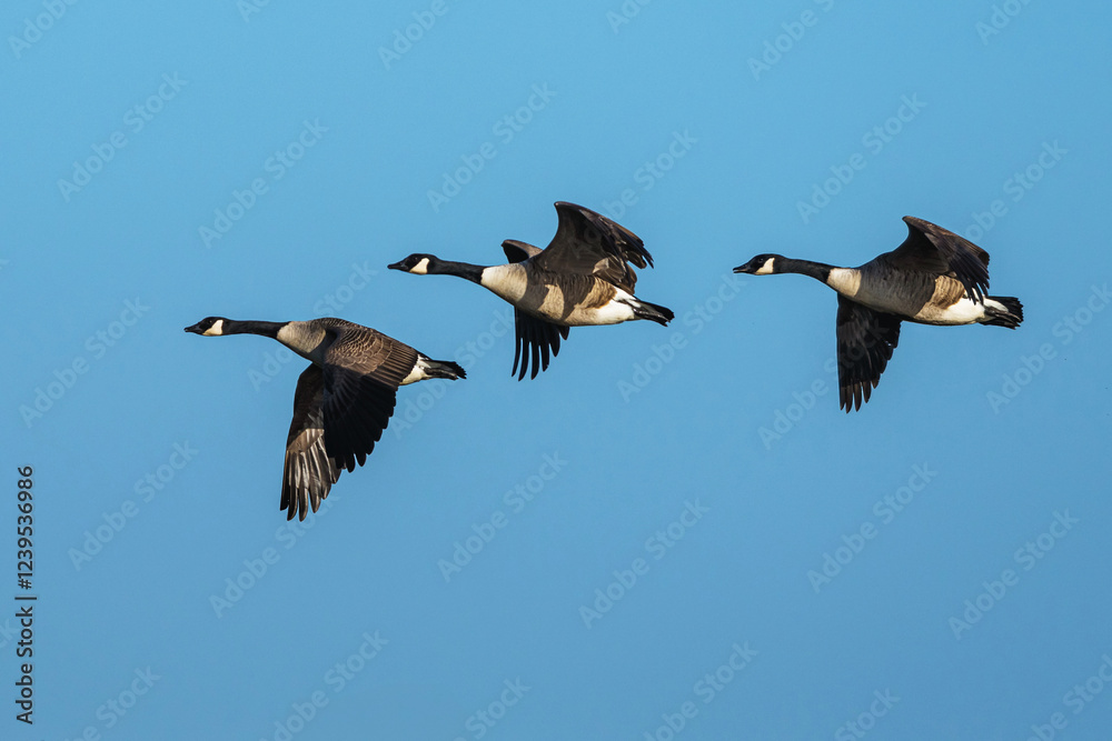 Canada Goose, Branta canadensis, birds in flight over winter marshes Canada Goose, Branta canadensis, birds in flight over winter marshes