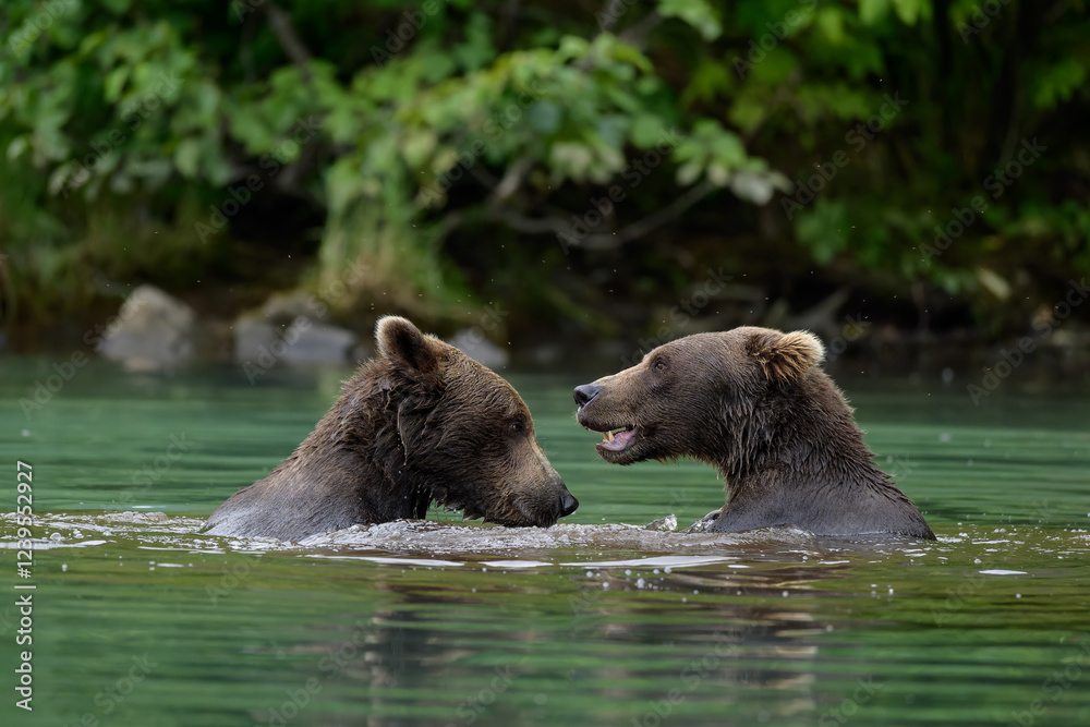 North America, USA, Alaska, Lake Clark North America, Alaskan Brown Bears North America, USA, Alaska, Lake Clark North America, Alaskan Brown Bears