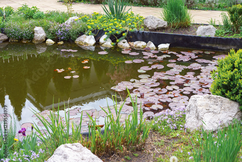 Small decorative garden pond with vibrant water lilies floating on calm waters, surrounded by lush green plants and colorful flowers in peaceful spring atmosphere. Landscape design, gardening