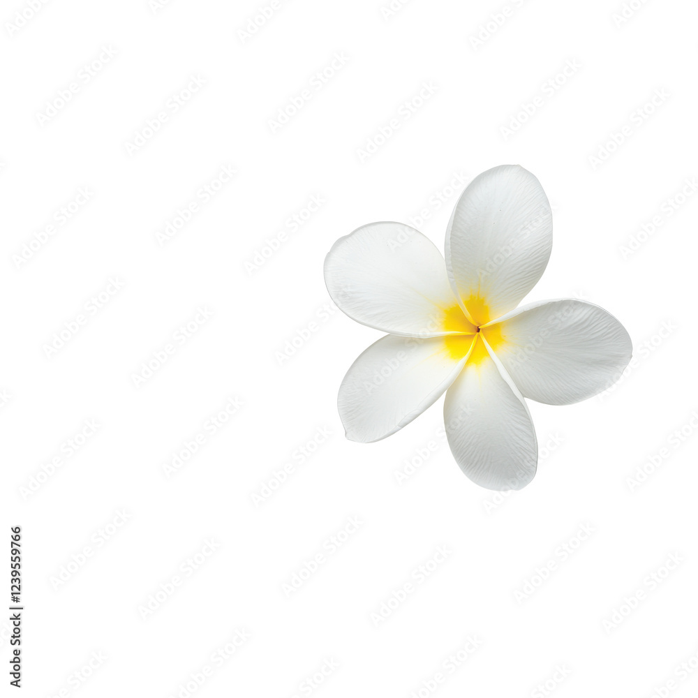 Obraz premium Beautiful white plumeria flower with yellow center on a white isolate background.