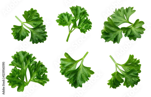 Fresh parsley leaves on transparent background, arranged in different shapes