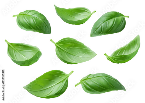 Fresh green basil leaves scattered on transparent background photo