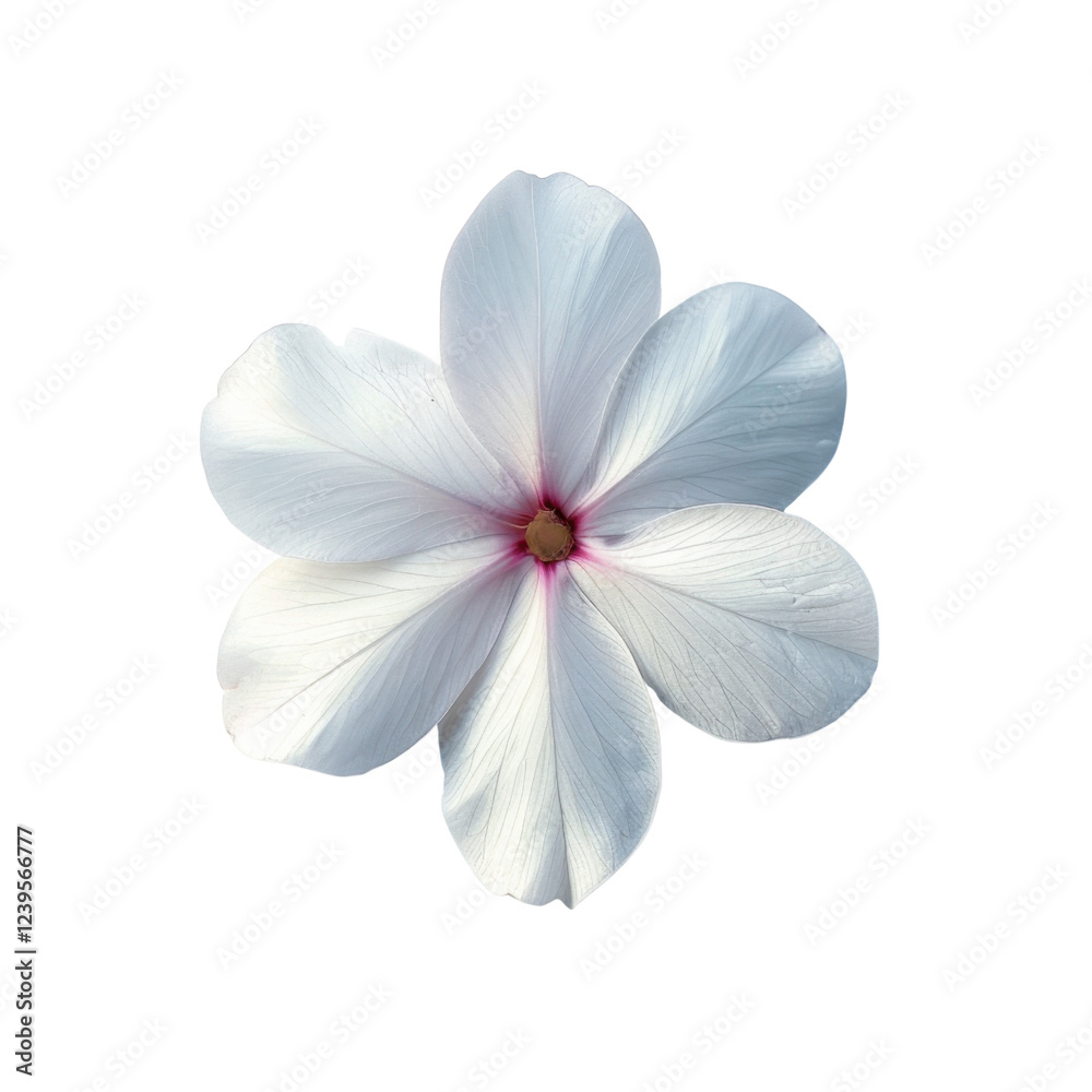 Fototapeta premium beautiful white flower with delicate petals and hint of pink at center, showcasing its natural elegance against transparency background