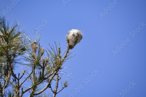 Processionary caterpillar or pine processionary caterpillar nest on a pine branch.