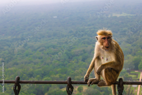 Canvas Print Macaque monkey at the top of the Sigiriya rock fortress, sitting on a metal fenc