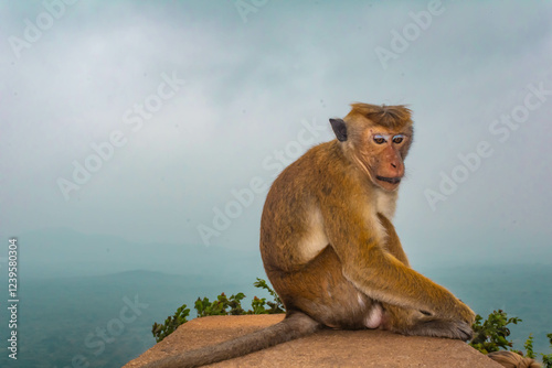Photography Macaque monkey (old work monkey) seen at the top of the Sigiriya rock fortress i