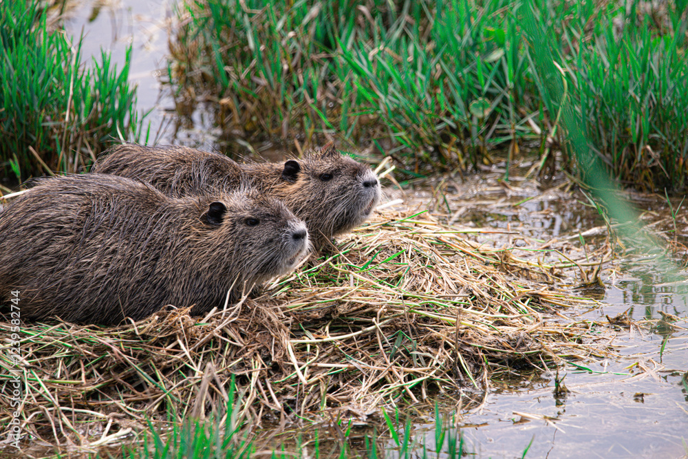 Two invasive capybaras resting on a bed of dry reeds in a wetland near Pensacola, Florida, surrounded by green vegetation and shallow water, showcasing their relaxed, natural behavior. Two invasive capybaras resting on a bed of dry reeds in a wetland near Pensacola, Florida, surrounded by green vegetation and shallow water, showcasing their relaxed, natural behavior.