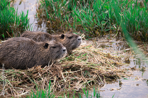 Two invasive capybaras resting on a bed of dry reeds in a wetland near Pensacola, Florida, surrounded by green vegetation and shallow water, showcasing their relaxed, natural behavior.
