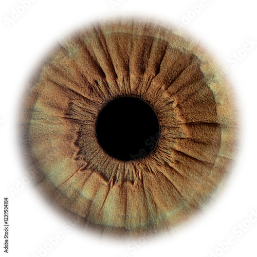 eye isolated on white