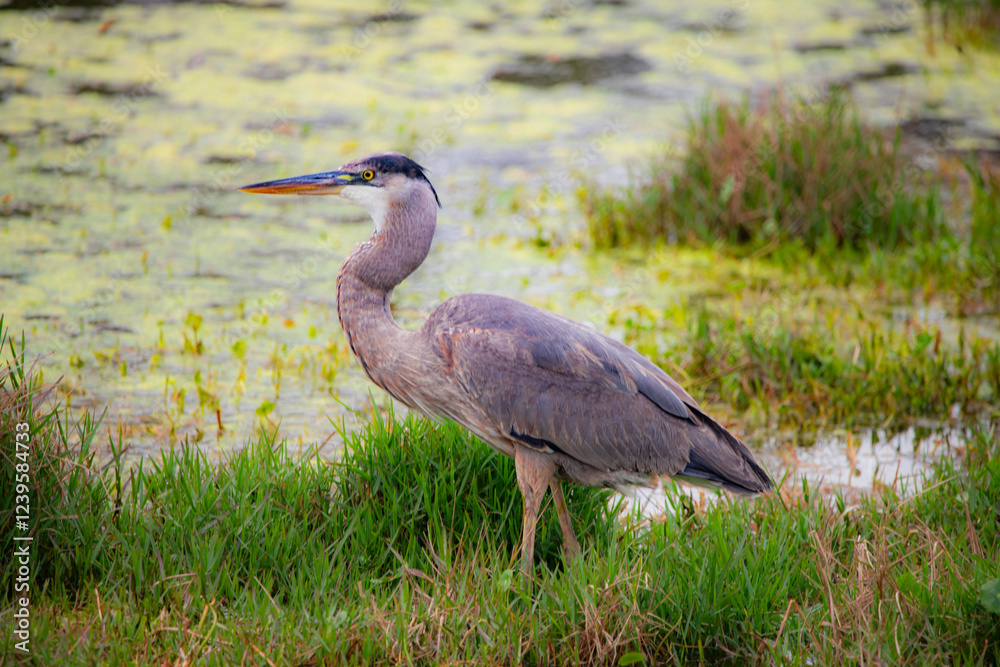A great blue heron stands gracefully near the edge of a wetland, surrounded by green vegetation and shallow water, showcasing its long neck and striking plumage. A great blue heron stands gracefully near the edge of a wetland, surrounded by green vegetation and shallow water, showcasing its long neck and striking plumage.