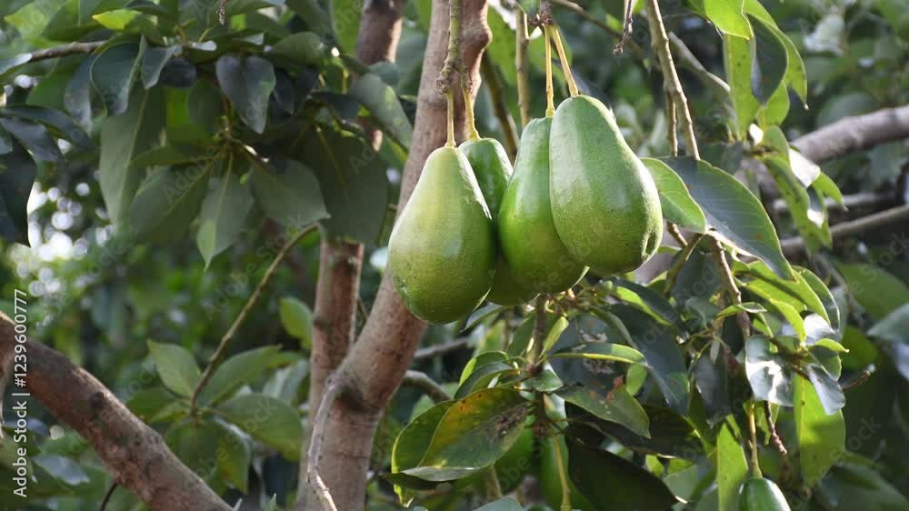 Farmer looking at his avocado crop, Farmer Inspecting Avocado Trees, Agricultural Worker Examining Avocado Orchard, Avocado Farmer Observing His Crop. High quality 4k footage Farmer looking at his avocado crop, Farmer Inspecting Avocado Trees, Agricultural Worker Examining Avocado Orchard, Avocado Farmer Observing His Crop. High quality 4k footage