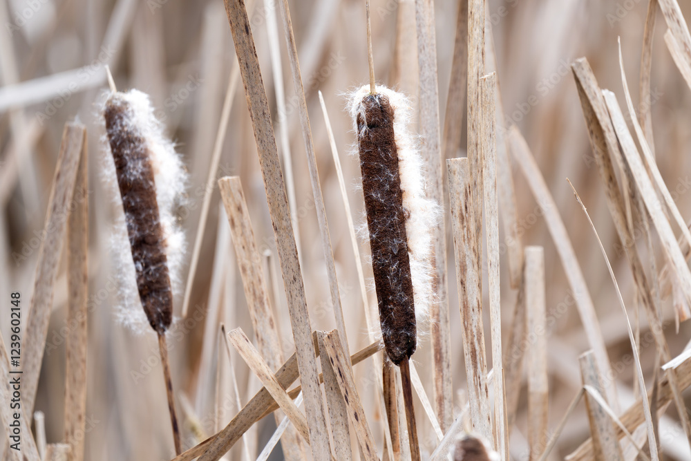 Binsen, Schilfrohr, Schilf im Winter