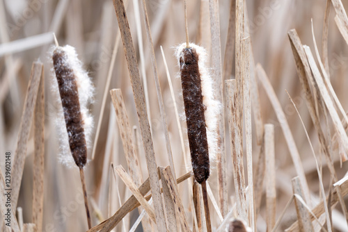 Binsen, Schilfrohr, Schilf im Winter photo