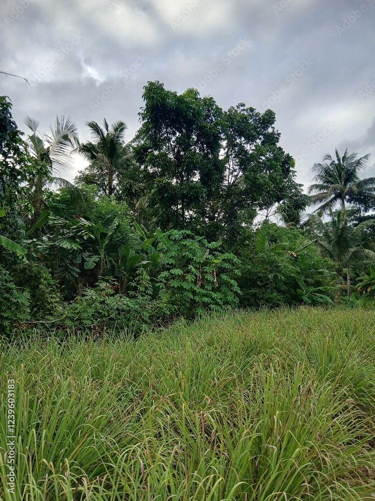 custom made wallpaper toronto digitalvillage atmosphere