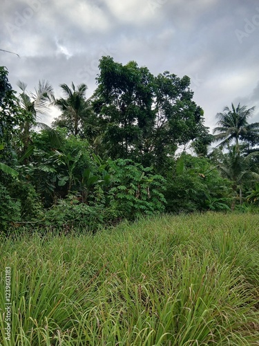 Wallpaper Mural village atmosphere Torontodigital.ca