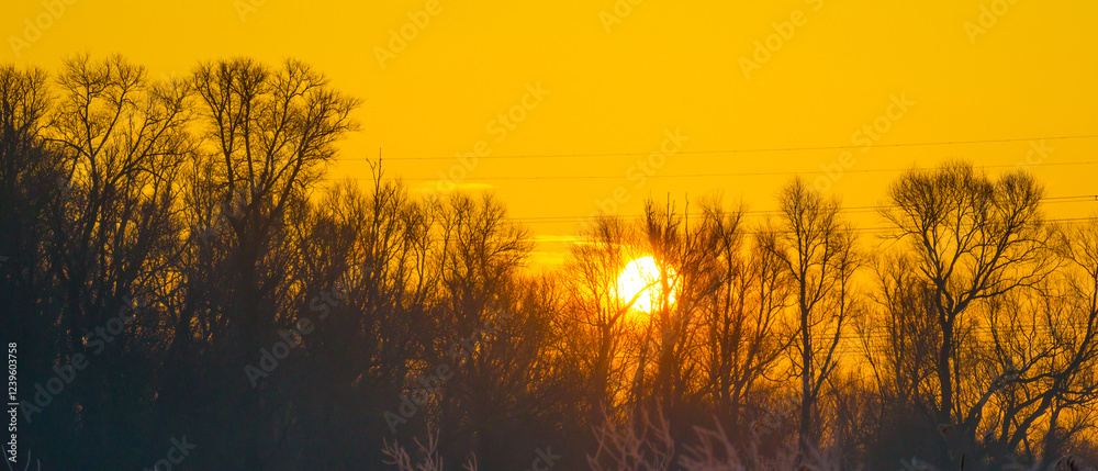 Naklejka premium The edge of a frozen lake in the light of sunrise in winter, oostvaardersveld, almere, flevoland, netherlands, February 3, 2025