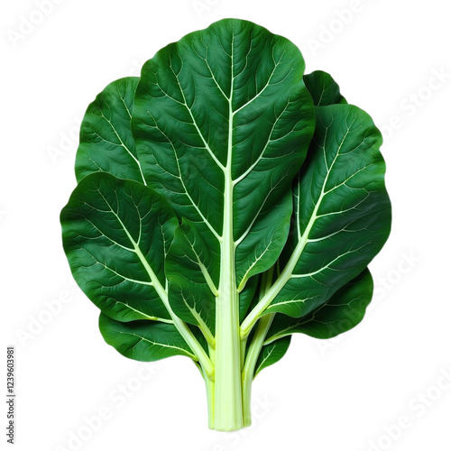 Close-up image of a bunch of vibrant green swiss chard leaves against a black background. photo