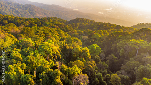Golden sunlight illuminating vast tropical rainforest canopy at sunset