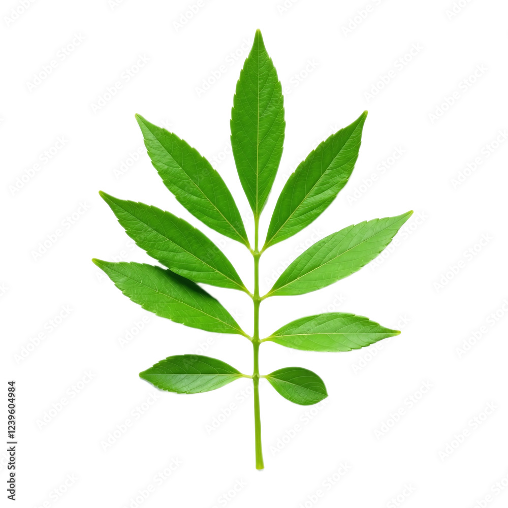 Naklejka premium Closeup of a vibrant green leaf isolated on a black background.