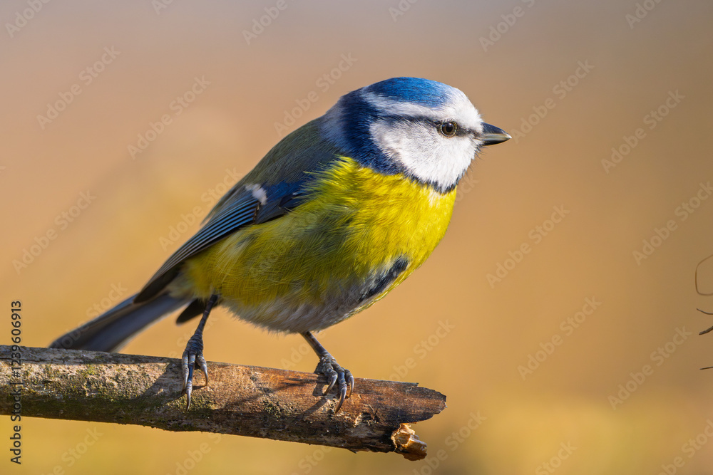 Obraz premium Blaumeise im warem Licht (blue tit) im Herbst, Winter auf einem Ast / Vogel