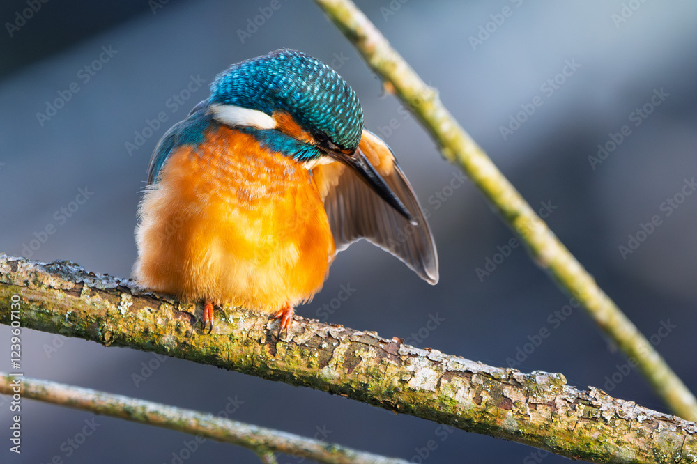 Eisvogel im Herbst, Winter putzt sein Gefieder auf einem Ast / Vogel / Kingfisher