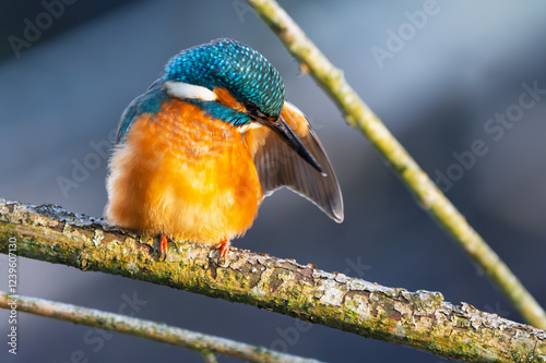 Obraz na płótnie Eisvogel im Herbst, Winter putzt sein Gefieder auf einem Ast / Vogel / Kingfisher w salonie