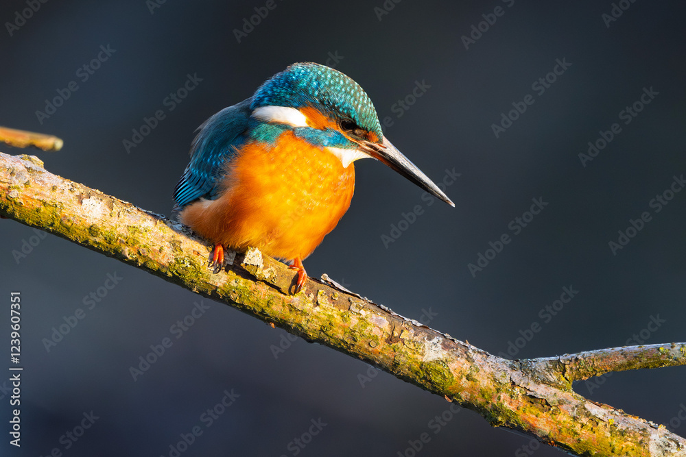 Eisvogel im Herbst, Winter auf einem Ast / Vogel / Kingfisher Eisvogel im Herbst, Winter auf einem Ast / Vogel / Kingfisher