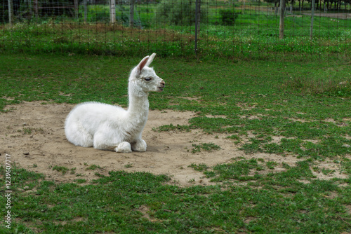 A white cute little Huacaya alpaca sitting on the grass in a fenced area photo