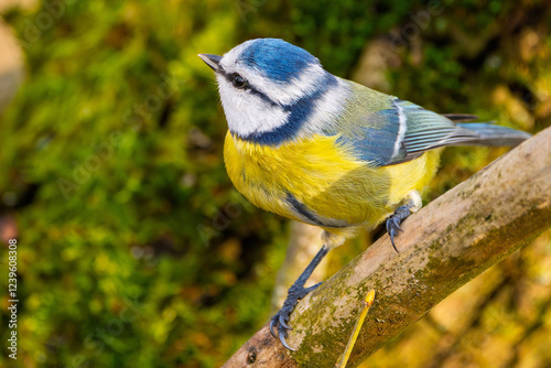 Obraz na płótnie Blaumeise (blue tit) im Herbst, Winter auf einem Ast / Vogel w salonie