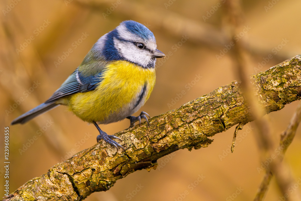Fototapeta premium Blaumeise im warem Licht (blue tit) im Herbst, Winter auf einem Ast / Vogel