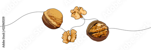 Hand-drawn walnuts and walnut kernels connected by a continuous line on a transparent background. Nut illustration for food and healthy eating concept